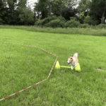 Der Hund Cookie von der Hundeschule Mersdorf in Bochum beimLongieren