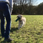 Ein Goldenretriever bringt einen Dumme zurück