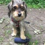 Ein Terrier mit einem Dummy unter der Pfote
